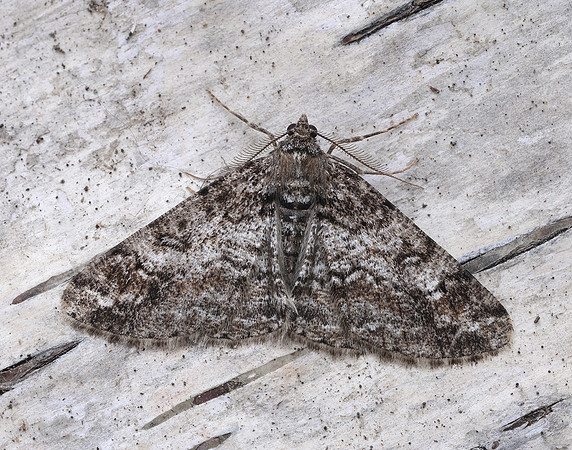 70.263 BF1939 Ringed Carpet Cleora cinctaria