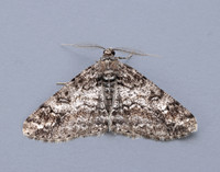 70.263 BF1939 Ringed Carpet Cleora cinctaria