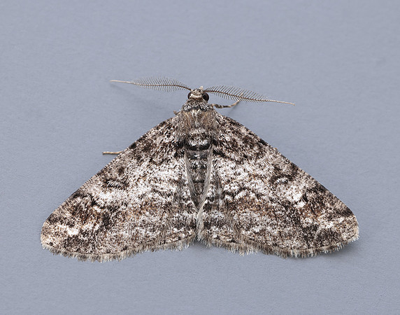 70.263 BF1939 Ringed Carpet Cleora cinctaria
