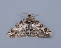 70.263 BF1939 Ringed Carpet Cleora cinctaria