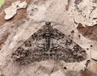 70.263 BF1939 Ringed Carpet Cleora cinctaria