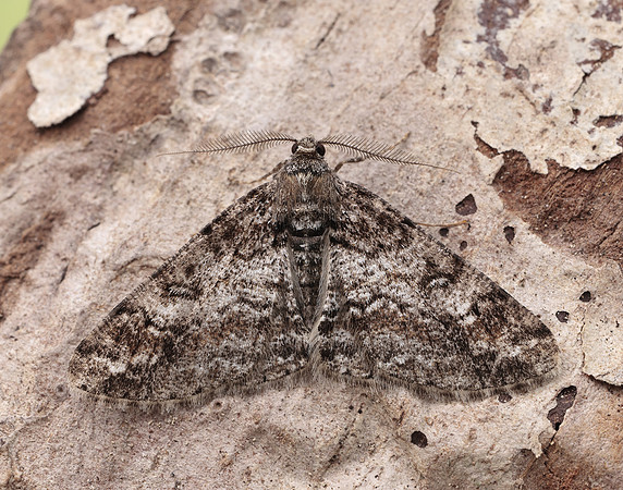 70.263 BF1939 Ringed Carpet Cleora cinctaria
