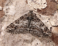 70.263 BF1939 Ringed Carpet Cleora cinctaria