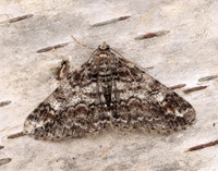 70.263 BF1939 Ringed Carpet Cleora cinctaria