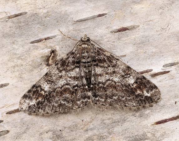 70.263 BF1939 Ringed Carpet Cleora cinctaria