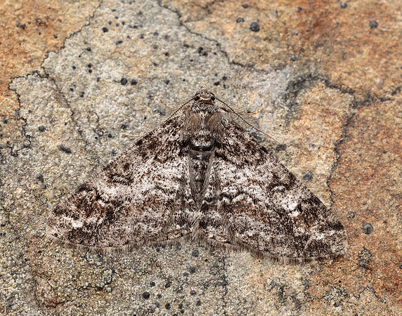 70.263 BF1939 Ringed Carpet Cleora cinctaria