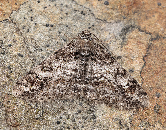 70.263 BF1939 Ringed Carpet Cleora cinctaria