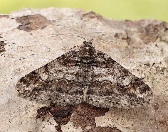 70.263 BF1939 Ringed Carpet Cleora cinctaria