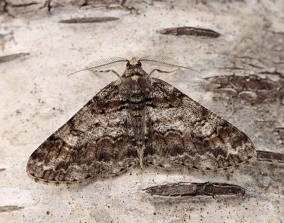 70.263 BF1939 Ringed Carpet Cleora cinctaria