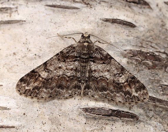 70.263 BF1939 Ringed Carpet Cleora cinctaria
