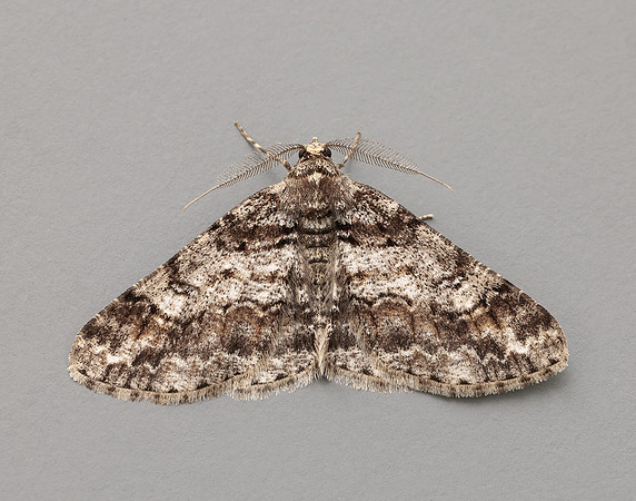 70.263 BF1939 Ringed Carpet Cleora cinctaria
