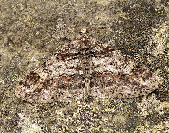 70.263 BF1939 Ringed Carpet Cleora cinctaria