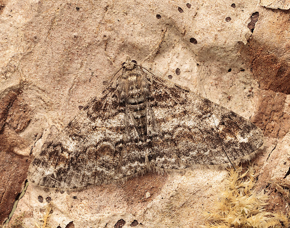 70.263 BF1939 Ringed Carpet Cleora cinctaria