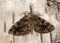70.264 BF1940 Satin Beauty Deileptenia ribeata