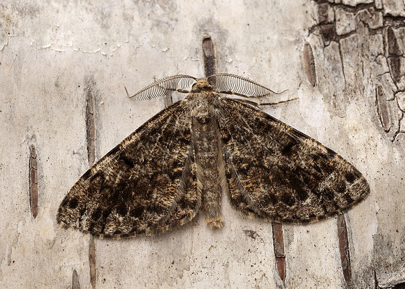 70.264 BF1940 Satin Beauty Deileptenia ribeata