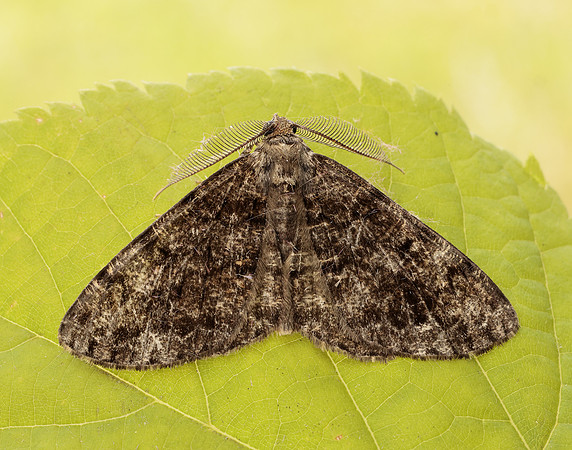 70.264 BF1940 Satin Beauty Deileptenia ribeata