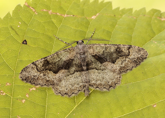 70.265 BF1941 Mottled Beauty Alcis repandata
