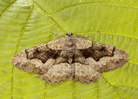 70.265 BF1941 Mottled Beauty Alcis repandata