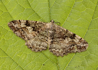70.265 BF1941 Mottled Beauty Alcis repandata