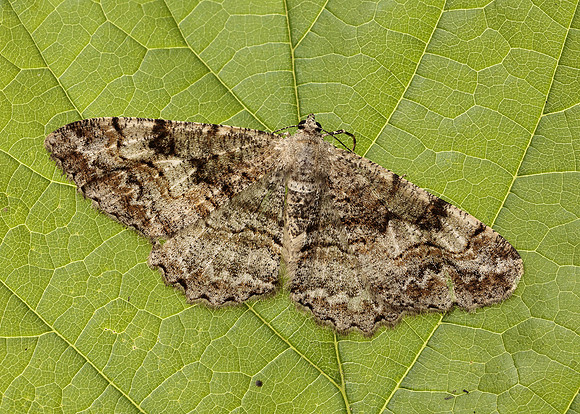 70.265 BF1941 Mottled Beauty Alcis repandata
