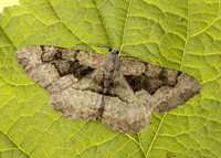 70.265 BF1941 Mottled Beauty Alcis repandata