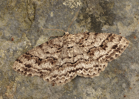 70.270 BF1947  Engrailed Ectropis crepuscularia
