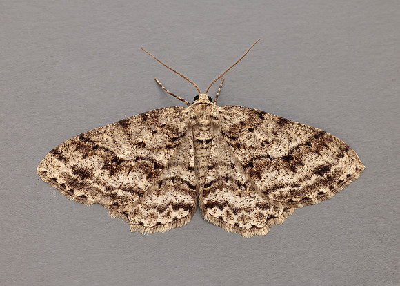 70.270 BF1947  Engrailed Ectropis crepuscularia