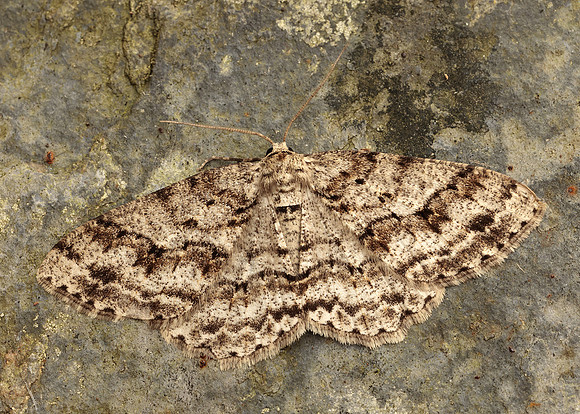 70.270 BF1947  Engrailed Ectropis crepuscularia