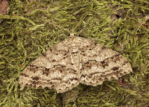 70.270 BF1947  Engrailed Ectropis crepuscularia