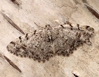 70.274 BF1951 Grey Birch Aethalura punctulata