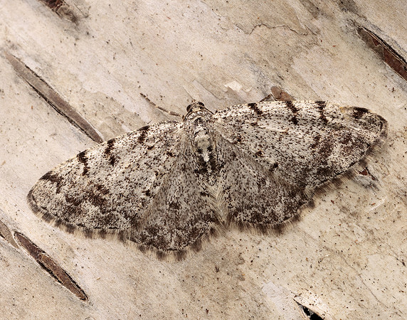 70.274 BF1951 Grey Birch Aethalura punctulata