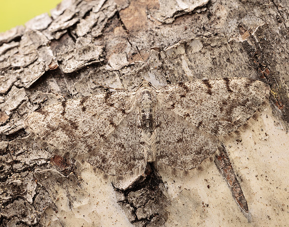 70.274 BF1951 Grey Birch Aethalura punctulata