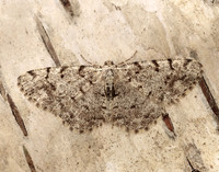 70.274 BF1951 Grey Birch Aethalura punctulata