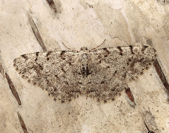 70.274 BF1951 Grey Birch Aethalura punctulata