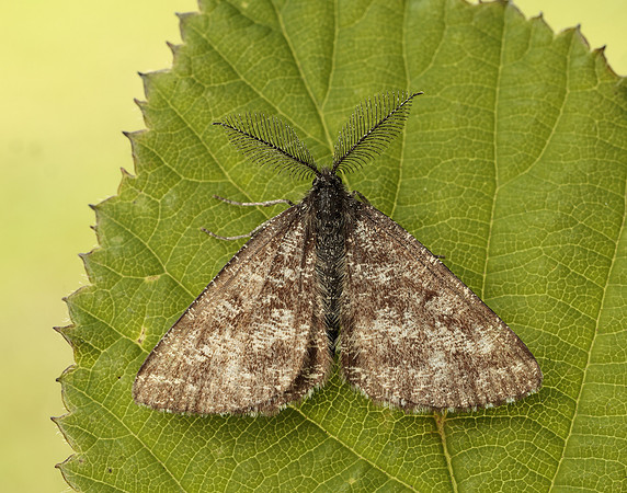 70.275 BF1952 Common Heath Ematurga atomaria