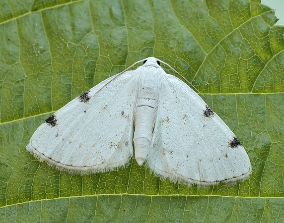 70.279 BF1957 White-pinion Spotted Lomographa bimaculata