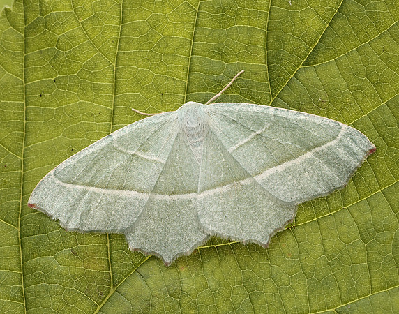 70.283 BF1961 Light Emerald Campaea margaritaria