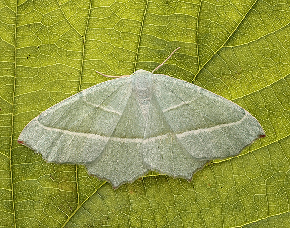 70.283 BF1961 Light Emerald Campaea margaritaria