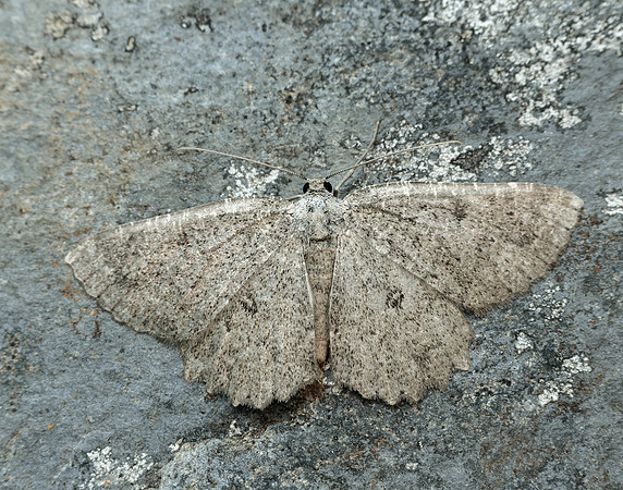 70.287 BF1964 Annulet Charissa obscurata