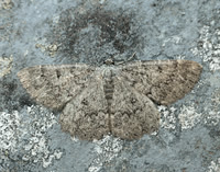 70.287 BF1964 Annulet Charissa obscurata