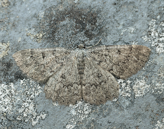70.287 BF1964 Annulet Charissa obscurata
