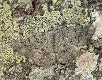 70.287 BF1964 Annulet Charissa obscurata