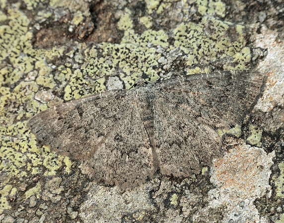 70.287 BF1964 Annulet Charissa obscurata