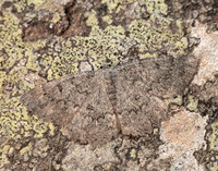 70.287 BF1964 Annulet Charissa obscurata