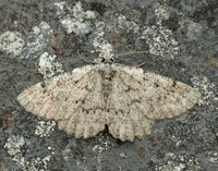 70.287 BF1964 Annulet Charissa obscurata