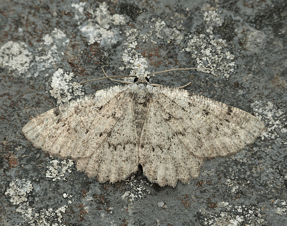 70.287 BF1964 Annulet Charissa obscurata