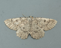 70.287 BF1964 Annulet Charissa obscurata