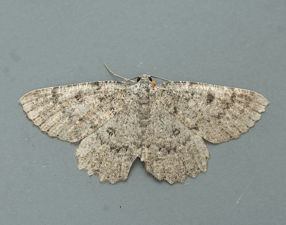70.287 BF1964 Annulet Charissa obscurata