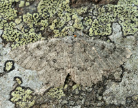 70.287 BF1964 Annulet Charissa obscurata