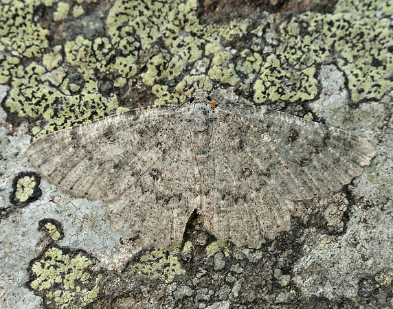 70.287 BF1964 Annulet Charissa obscurata